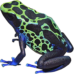 Sipaliwini Green